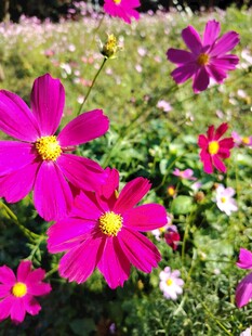 艳丽波斯菊绽放