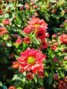 艳丽红菊花绽放
