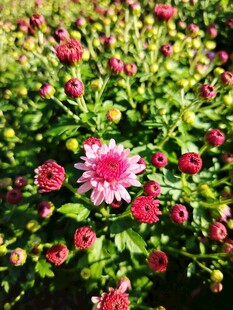 娇艳绽放的多彩菊花