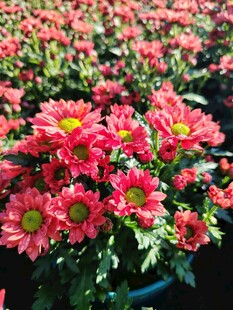 鲜艳盛放的粉色菊花