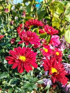 鲜艳红菊花丛绽放