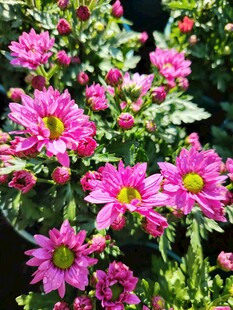 艳丽绽放的粉色菊花