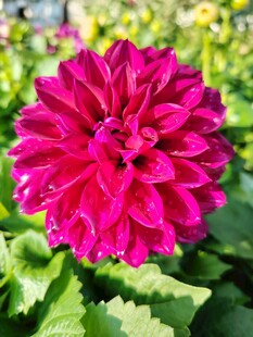 艳丽大丽花绽放