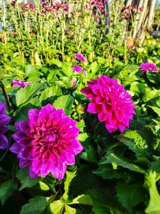 娇艳大丽花绽放