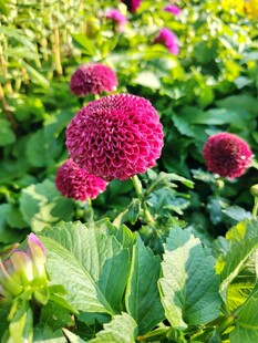 艳丽紫花绽放绿叶间