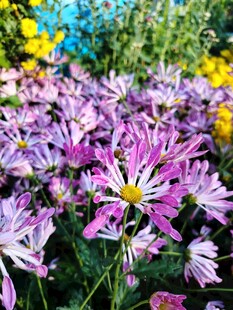 缤纷紫花绽放于花园中