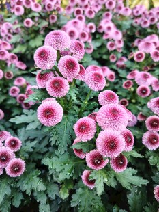 粉色菊花绽放美景