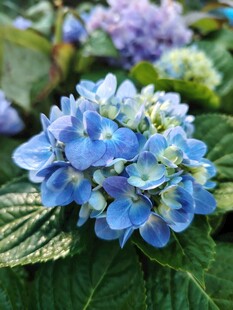 蓝色绣球花绽放