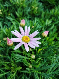 粉色雏菊绽放于绿叶间