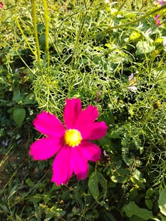 娇艳粉色花朵绽放