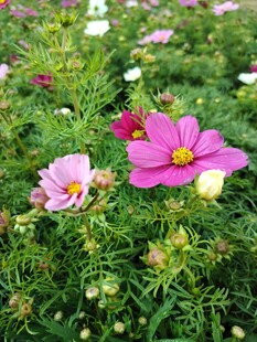 缤纷波斯菊绽放于绿野