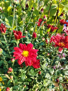 娇艳红花朵朵绽放