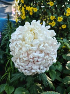 洁白菊花绽放绿叶间