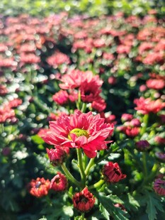 艳丽菊花绽放于花海