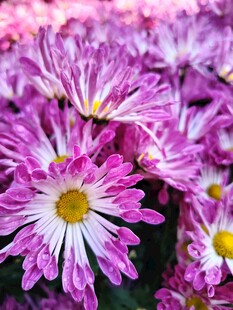 紫白相间菊花绽放