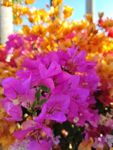 艳丽三角梅绽放