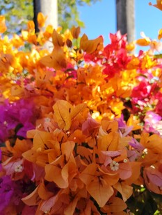 多彩三角梅绽放