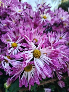 紫色菊花绽放