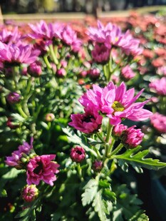 娇艳绽放的紫色花卉