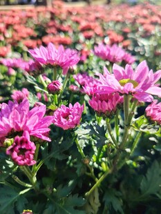 艳丽紫菊绽放花丛