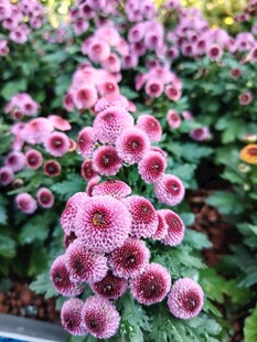 娇艳粉色菊花绽放