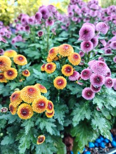 多彩花卉绽放生机