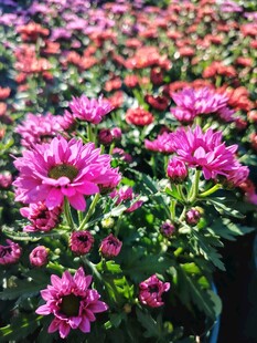 绚丽多彩的盛放花卉