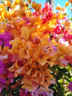 多彩三角梅绽放