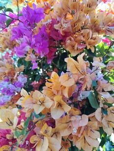 多彩三角梅绽放