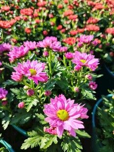 娇艳盛放的粉色菊花