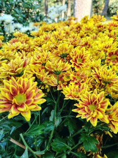 艳丽多彩菊花绽放