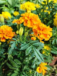 鲜艳黄菊花绽放