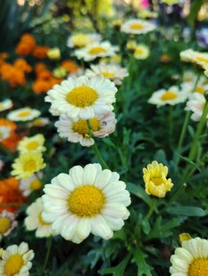 缤纷雏菊绽放生机