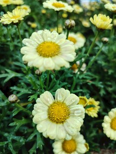 清新小白菊绽放绿意间