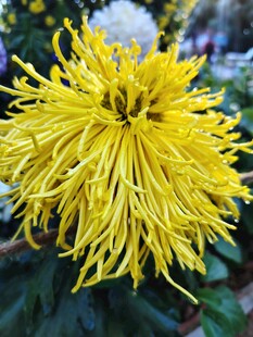 金黄绽放的蓬松菊花