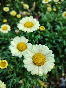 清新雏菊绽放绿意间