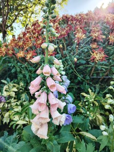 多彩毛地黄花丛美景