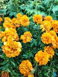 鲜艳万寿菊绽放生机