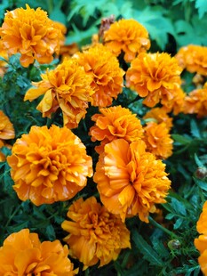 鲜艳万寿菊绽放