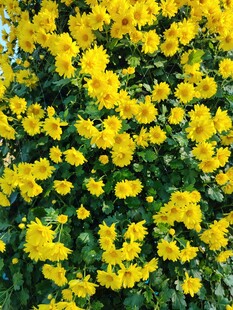 金黄灿烂的花卉景观