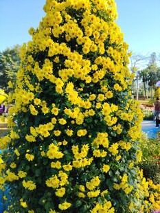 金黄菊花树