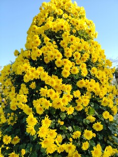 金黄灿烂的花卉景观