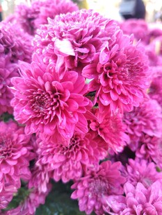 艳丽粉色菊花绽放