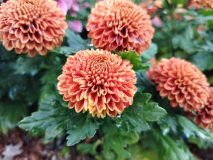 艳丽多彩的盛开菊花