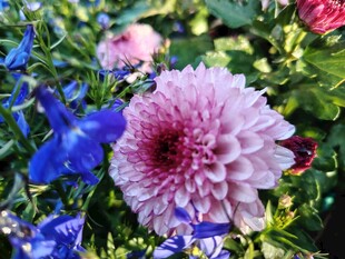 多彩花卉绽放美丽瞬间