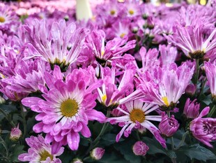美丽紫菊绽放