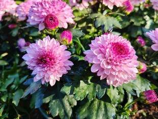 娇艳粉色菊花绽放