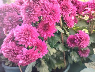 娇艳盛开的粉色牡丹花