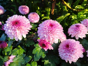 粉色菊花绽放于绿叶间