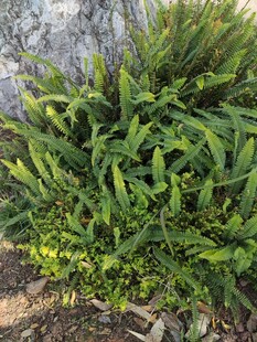 翠绿繁茂的绿植景观